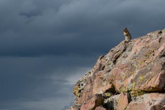Chipmunk in Storm || Mt of the Holy Cross, CO