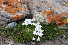 Colorful Alpine Tundra || West Elk Wilderness, CO