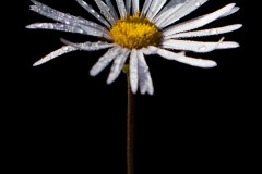 Droplets on Mountain Aster || Mt of the Holy Cross, CO