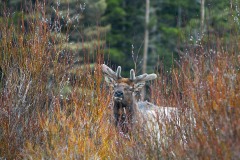 Elk Antler Velvet || Rocky Mountain NP, CO