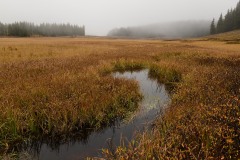 Elk Creek Fog || Crested Butte, CO