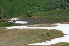 Elk Herd in Valley || West Elk Wilderness, CO