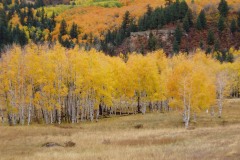 Fall in Chama Valley || New Mexico