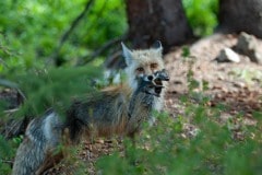 Fox Catches Squirrel || Colorado