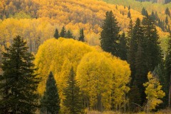 Gloden Fall Color || Crested Butte, CO