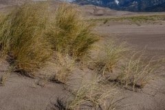Grass on the Dunes || Great Sand Dunes NP, CO