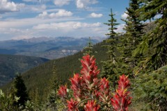 Indian Paintbrush || Mt of the Holy Cross, CO