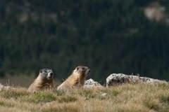 Montezuma Marmot || Colorado