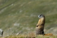 Montezuma Marmot || Colorado