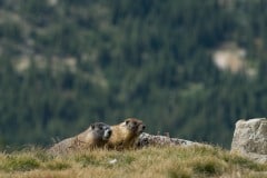 Montezuma Marmots || Colorado