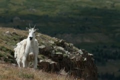Montezuma Mountain Goat || Colorado