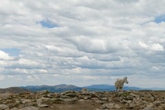 Montezuma Mountain Goat || Colorado