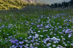 Morning Wildflowers of San Juans || Colorado