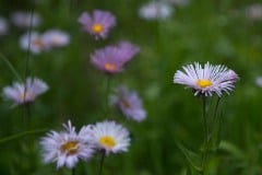 Mountain Asters || Mt of the Holy Cross, CO