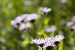 Mountain Asters || Mt of the Holy Cross, CO