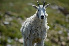 Mountain Goat || Montezuma, Colorado