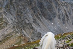 Mountain Goat || Mt. Harvard, CO