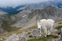 Mountain Goat || Mt. Harvard, CO