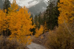 Mountain Road in Fall || Colorado