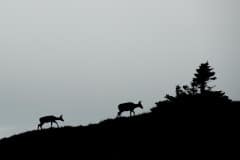 Mule Deer at Dusk || Governor Basin, CO