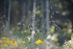 Native Grasses || Colorado