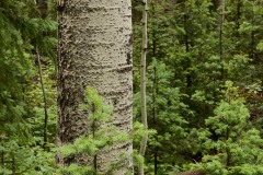 Old Growth Aspen and Pines || Gunnison National Forest, CO