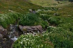 Silver Creek || San Juan Mountains, CO