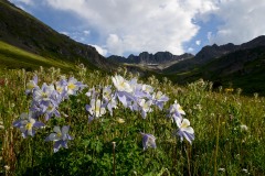 Sunlit Columbines of the San Juans || American Basin, CO