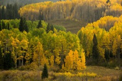 Valley of Aspens in Fall || Crested Butte, CO