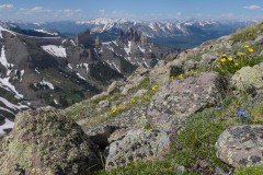 Wildflowers at Storm Pass || Gunnison National Forest, CO