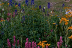 Wildflowers of American Basin || Colorado