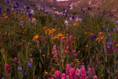 Wildflowers of American Basin || Colorado