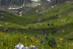 Wildflowers of American Basin || Colorado