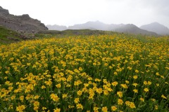 Wildflowers of Governor Basin || Colorado