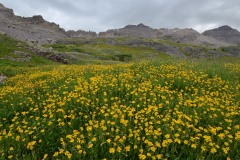 Wildflowers of Governor Basin || Colorado