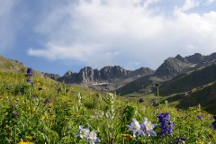 Wildflowers of San Juan|| American Basin, CO