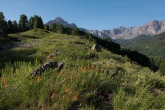Wildflowers of Sneffels Wilderness || Colorado