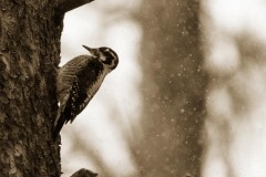 Winter Woodpecker || Colorado