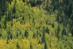 Young Aspens in Fall || Guenella Pass, CO