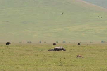 Abundant African Wildlife || Ngorongoro Crater, Tanzania