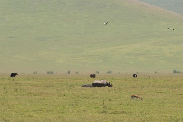 Abundant African Wildlife || Ngorongoro Crater, Tanzania