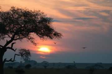 Acacia Sunset || Serengeti National Park, Tanzania