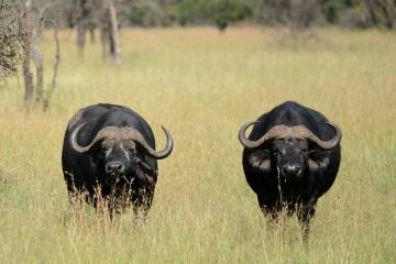 African Buffalo || Serengeti National Park, Tanzania