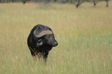African Buffalo and Red-billed Oxpecker || Serengeti National Park, Tanzania