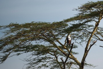African Fish Eagle Acacia Perch || Serengeti National Park, Tanzania