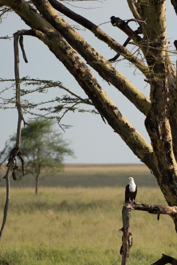 African Fish Eagle || Serengeti National Park, Tanzania