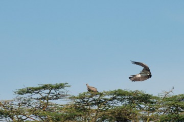 African White-Backed Vulture || Serengeti National Park, Tanzania