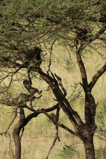 Baboon Playtime || Serengeti National Park, Tanzania