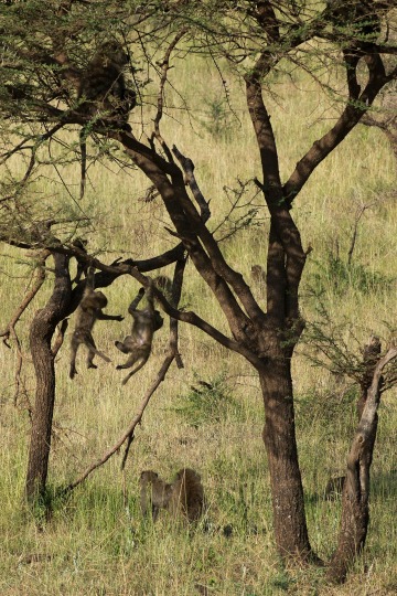 Baboon Playtime || Serengeti National Park, Tanzania