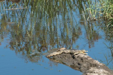 Baby Nile Crocodile || Serengeti National Park, Tanzania